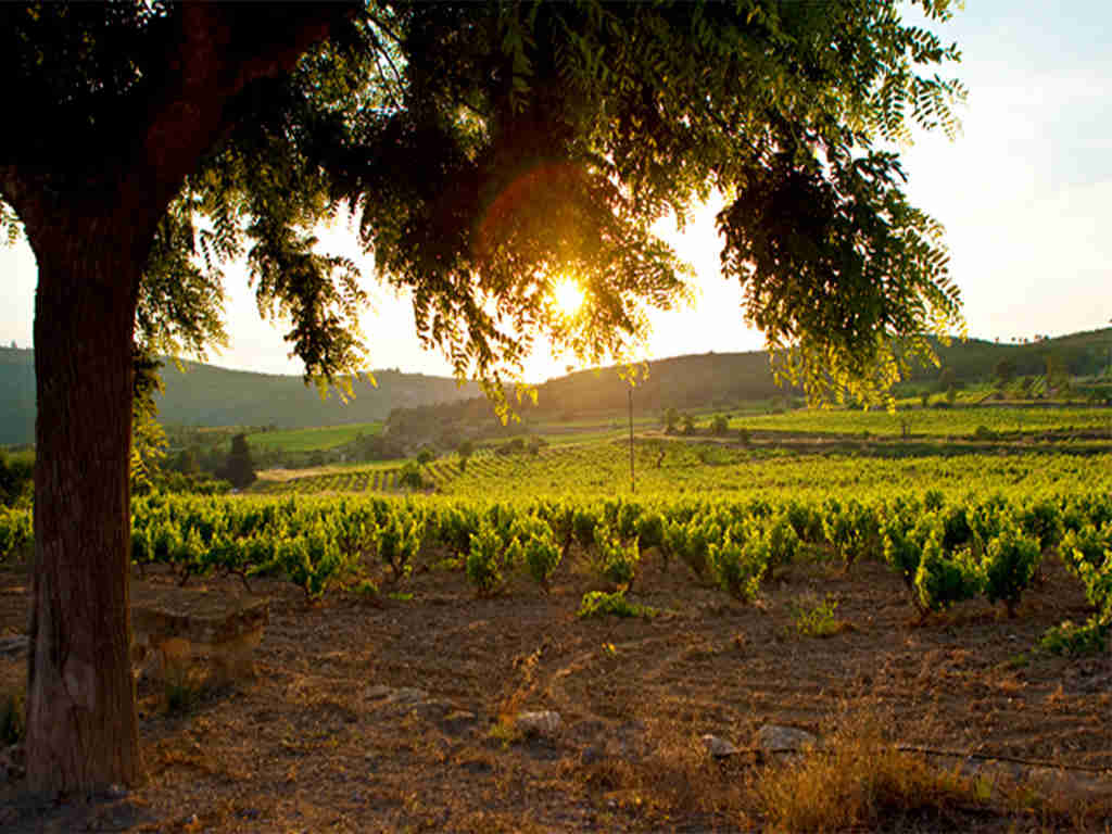 el penedés y la puesta de sol sobre los campos de viñas