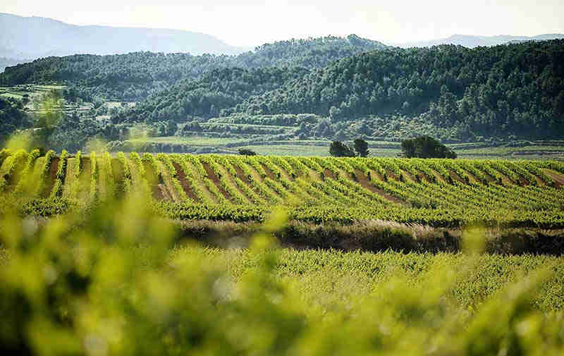 Activities in the Penedés: trekking and nature