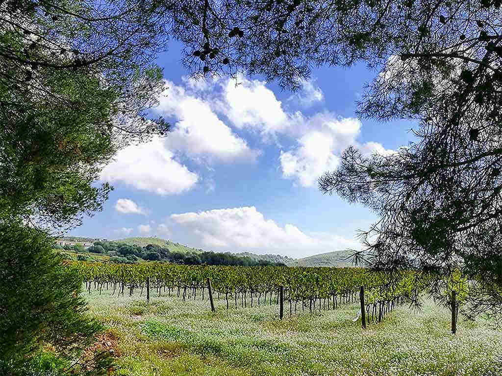 Casa de vacaciones con piscina privada en Sitges: viñedos del Garraf